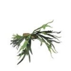 Platycerium green 50cm