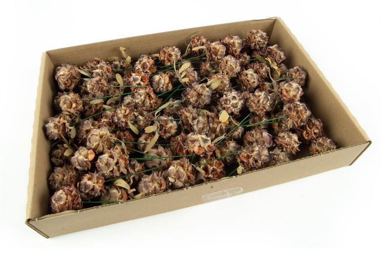 Leucadendron pubescens op draad nat