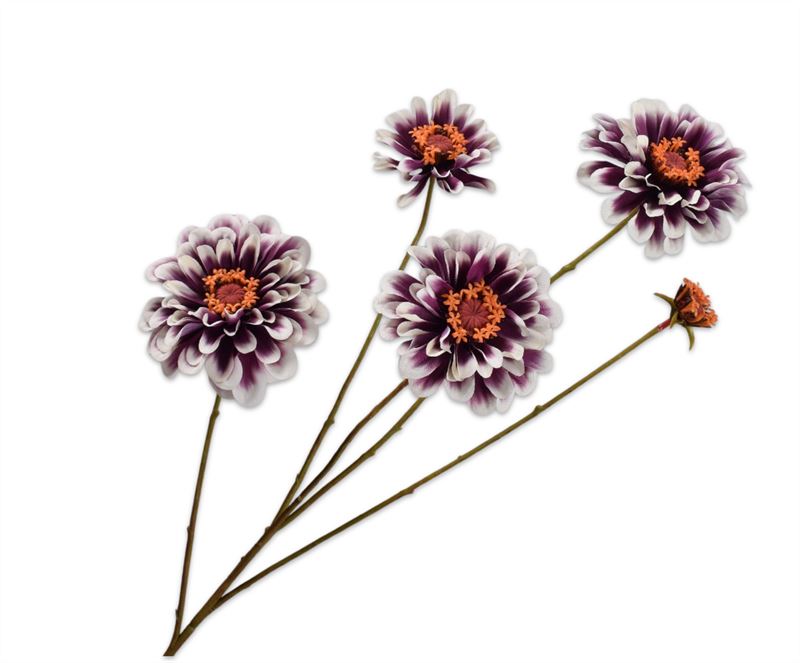 ZINNIA TAK CR/PRS  90 cm