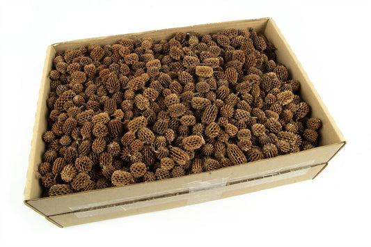 Casuarinakoppen naturel1 kg