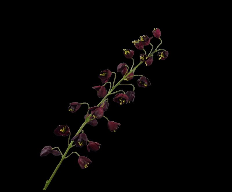 FRITILLARIA TAK BORDEAUX  111 cm