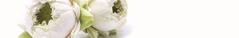 Condoleance Lotus a 20 stuks Blanco