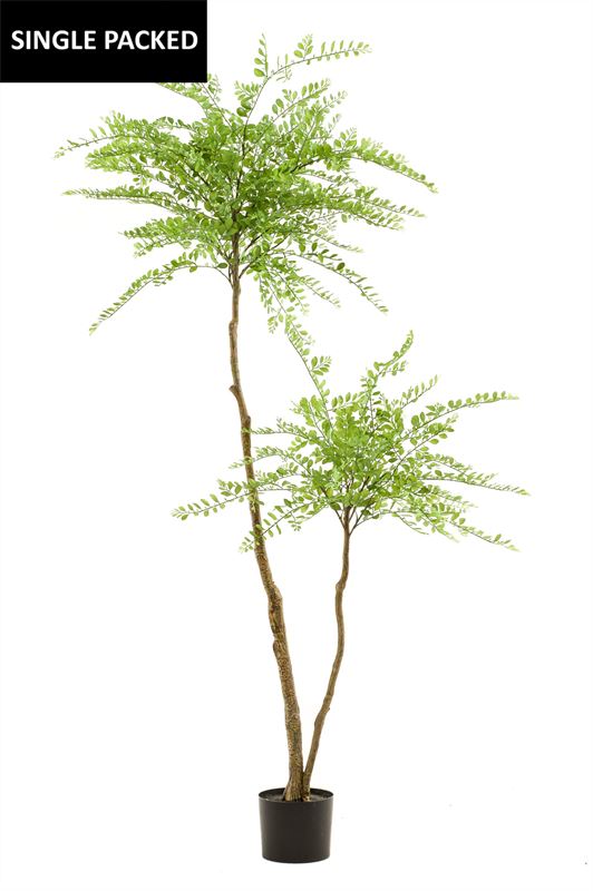 Sophora tree x2 190cm 1/ds
