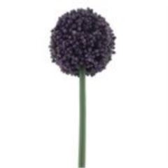 Allium spray Mura purple 66cm 