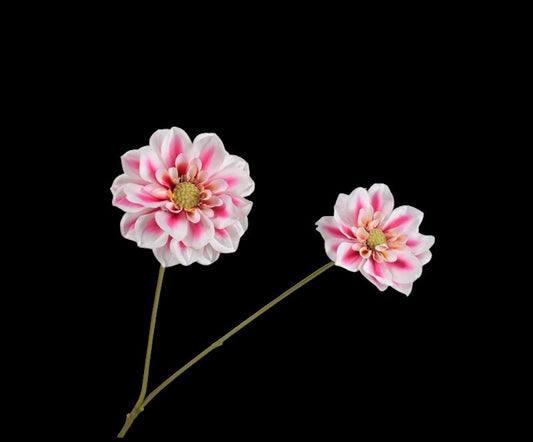 DAHLIA TAK ROZE LT  76 cm