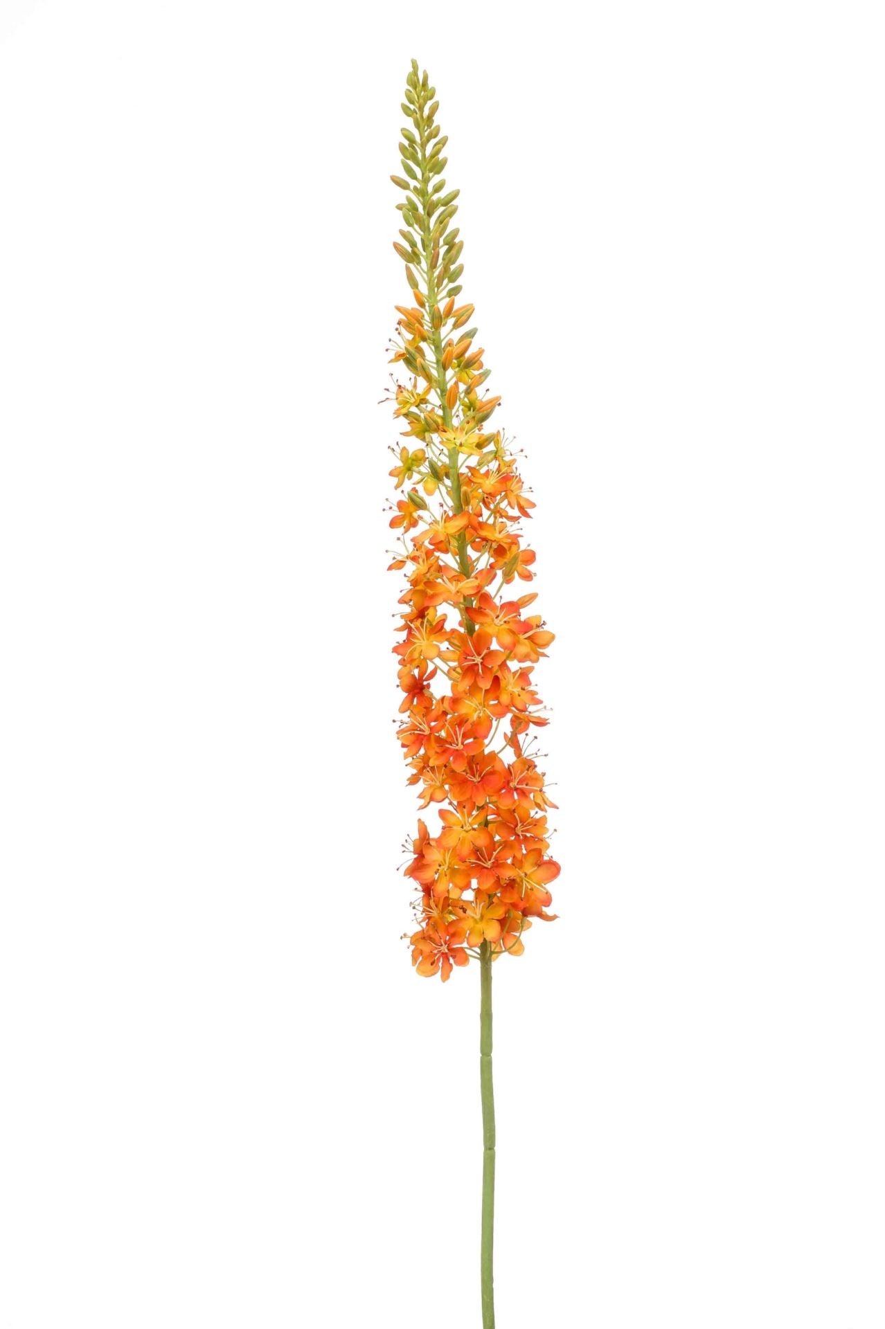 Eremurus spray XL orange 130cm