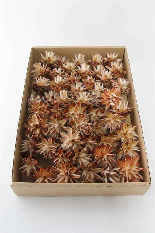 Leucadendron plumosum o/dr. naturel