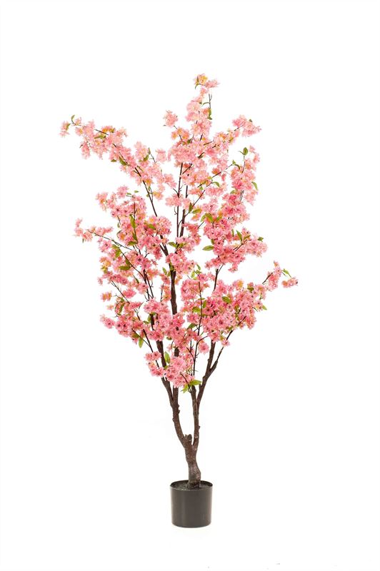 Blossom cherry tree pink 175cm