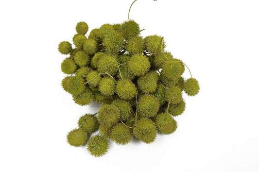 Plataanballen Appelgroen 250gr.