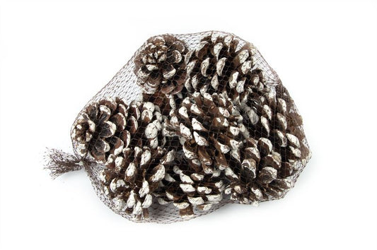Pinus pinea net white tip