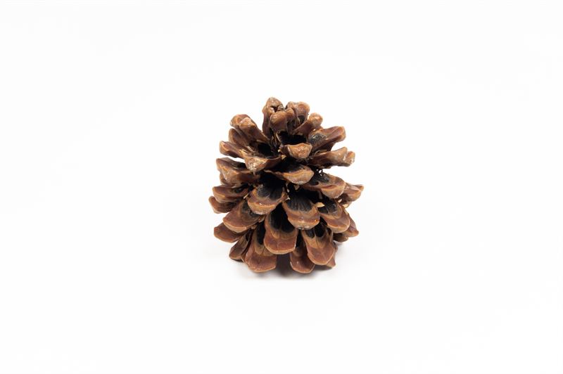 Pinus pinea middel naturel