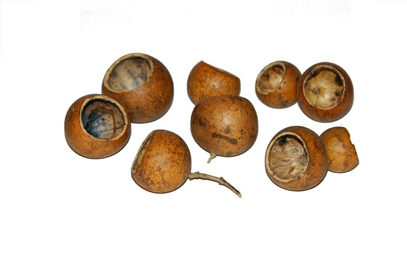 Kuchipal naturel100 st