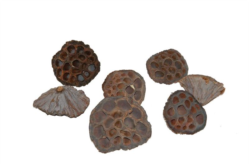 Lotus middel naturel50 st
