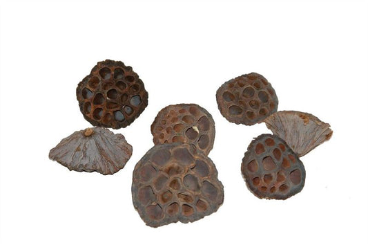 Lotus middel naturel50 st