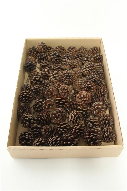 Silvesters o/dr. naturel75 st