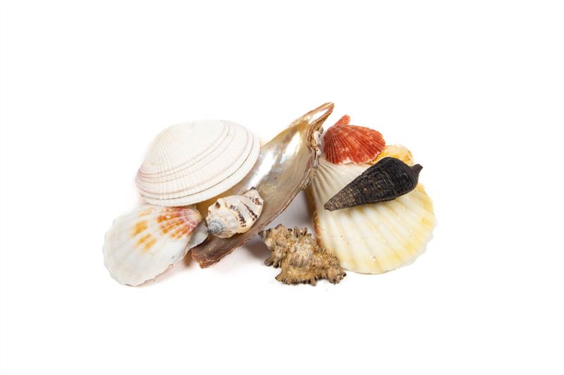 Schelpen gemengd nat.1 kg