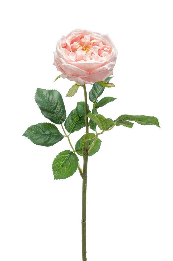 Rose jenny spray RT peach 60cm