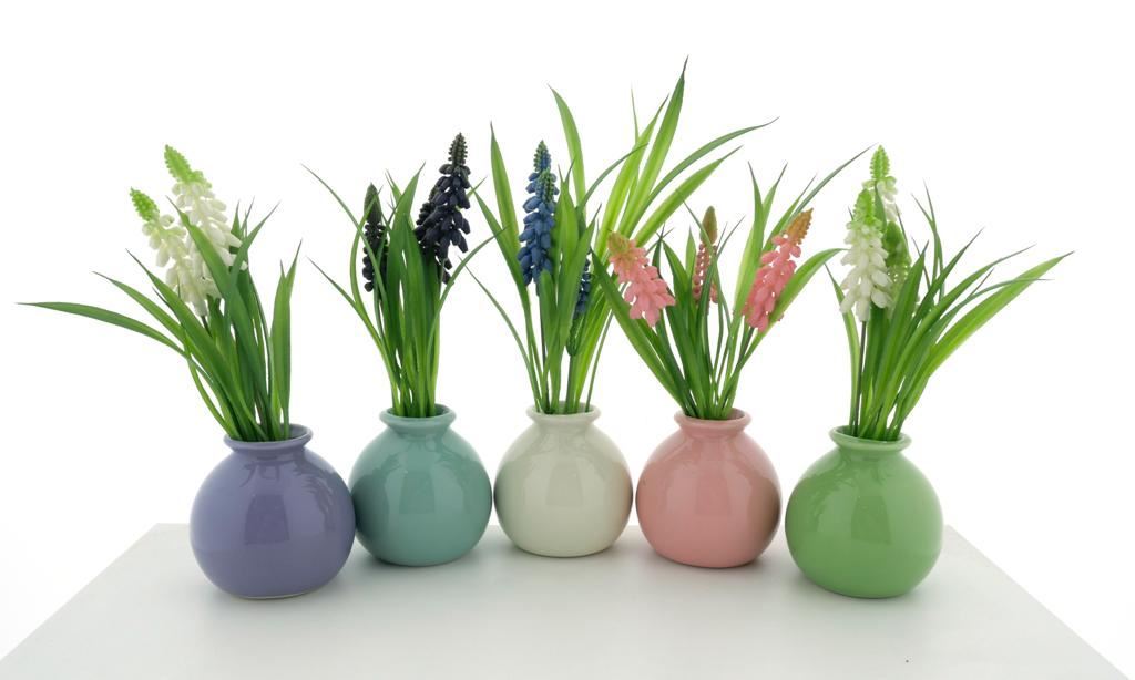 Muscari in pot 12 pcs assorted  23c