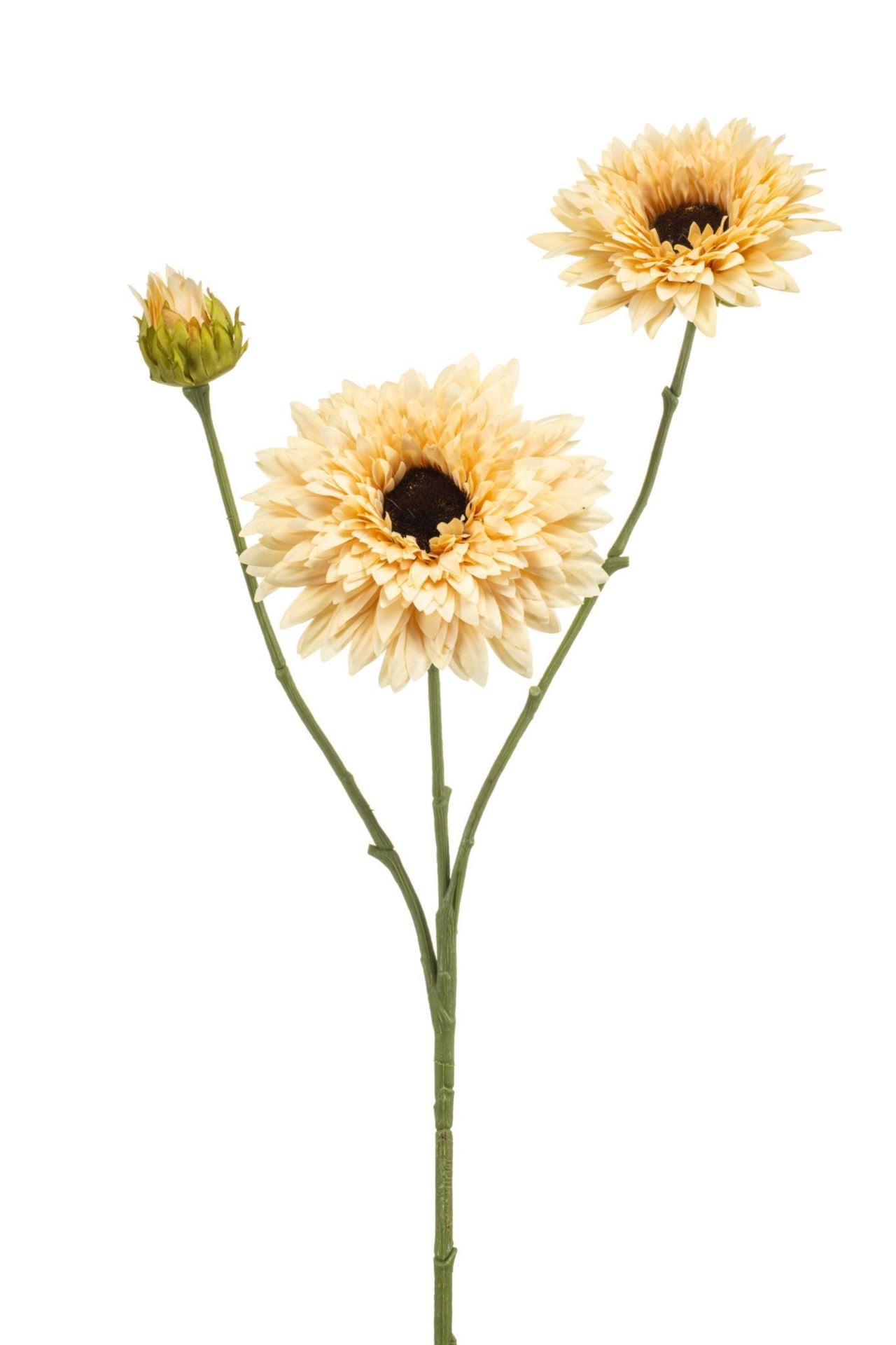 Helianthus spray cream 70cm