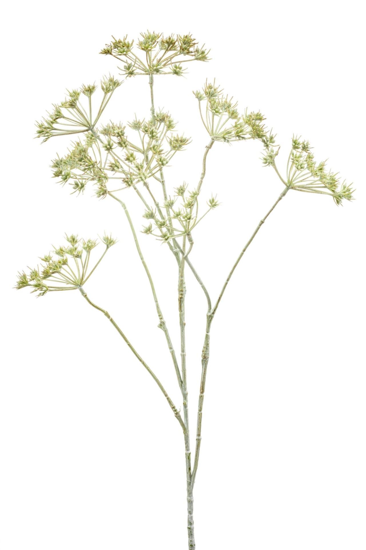 Heracleum mini spray green white wa