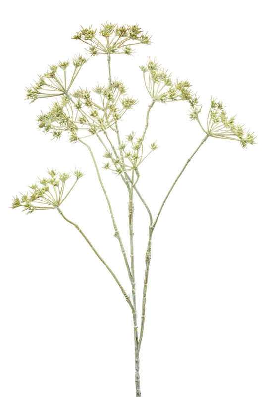 Heracleum mini spray green white wa