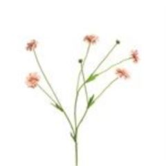 Centaurea Madelon pink 64cm
