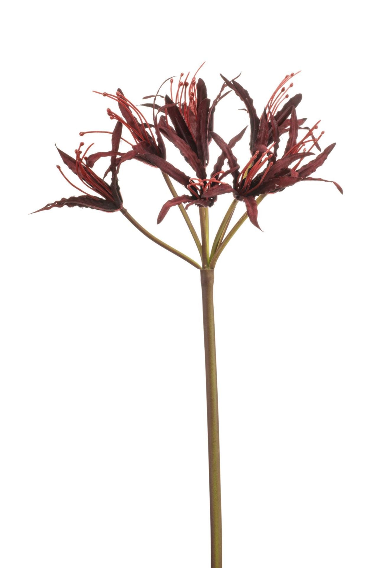 Nerine spray burgundy 95cm