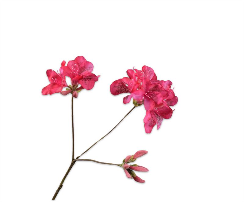 Rhododendron 82cm beauty 24/ds