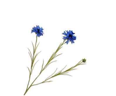 KORENBLOEM TAK BLAUW