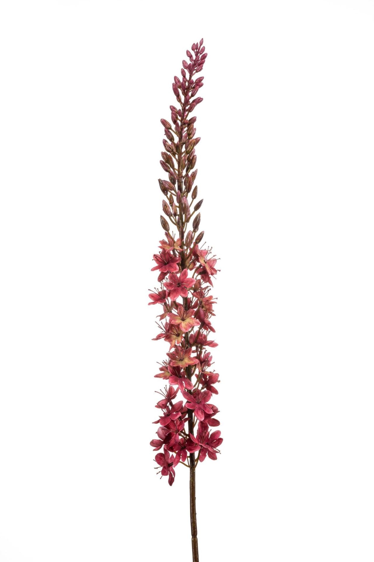 Eremurus spray burgundy 109cm