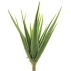Aloe vera plant green 61cm 