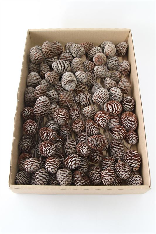 Leucadendron murii o/dr. naturel