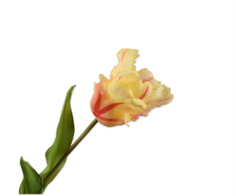 Tulp steel 50cm wt/grn 12/ds