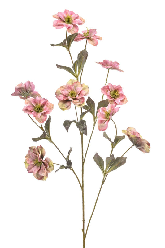 Helleborus spray old pink 112cm