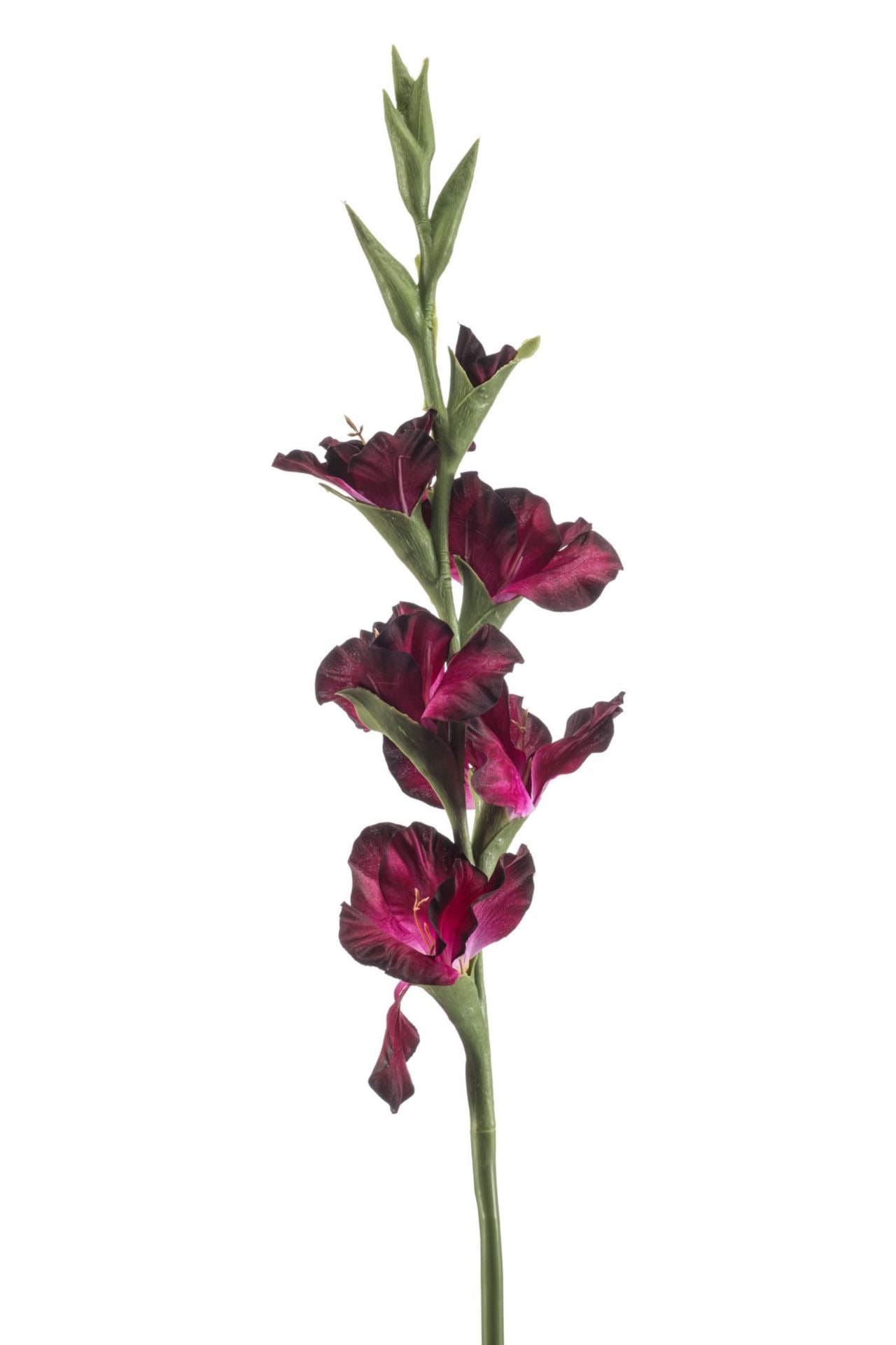 Gladiolus spray purple 88cm