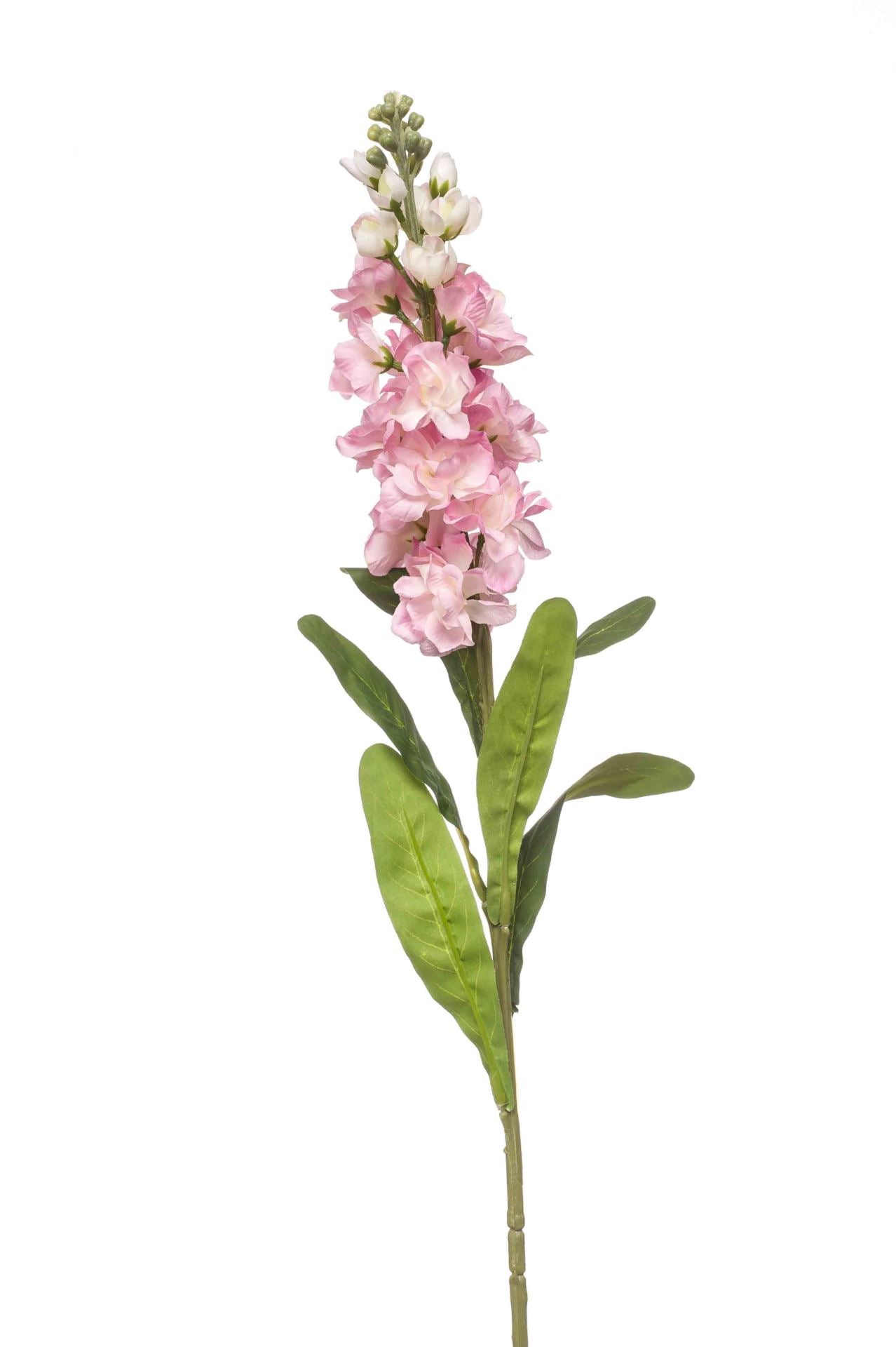 Matthiola spray pink 80cm