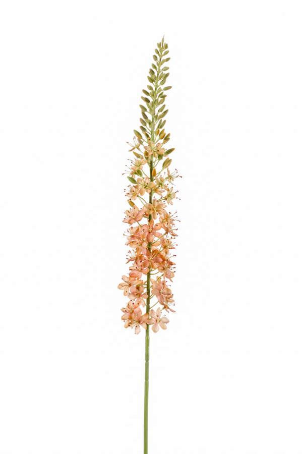 Eremurus spray peach 105cm