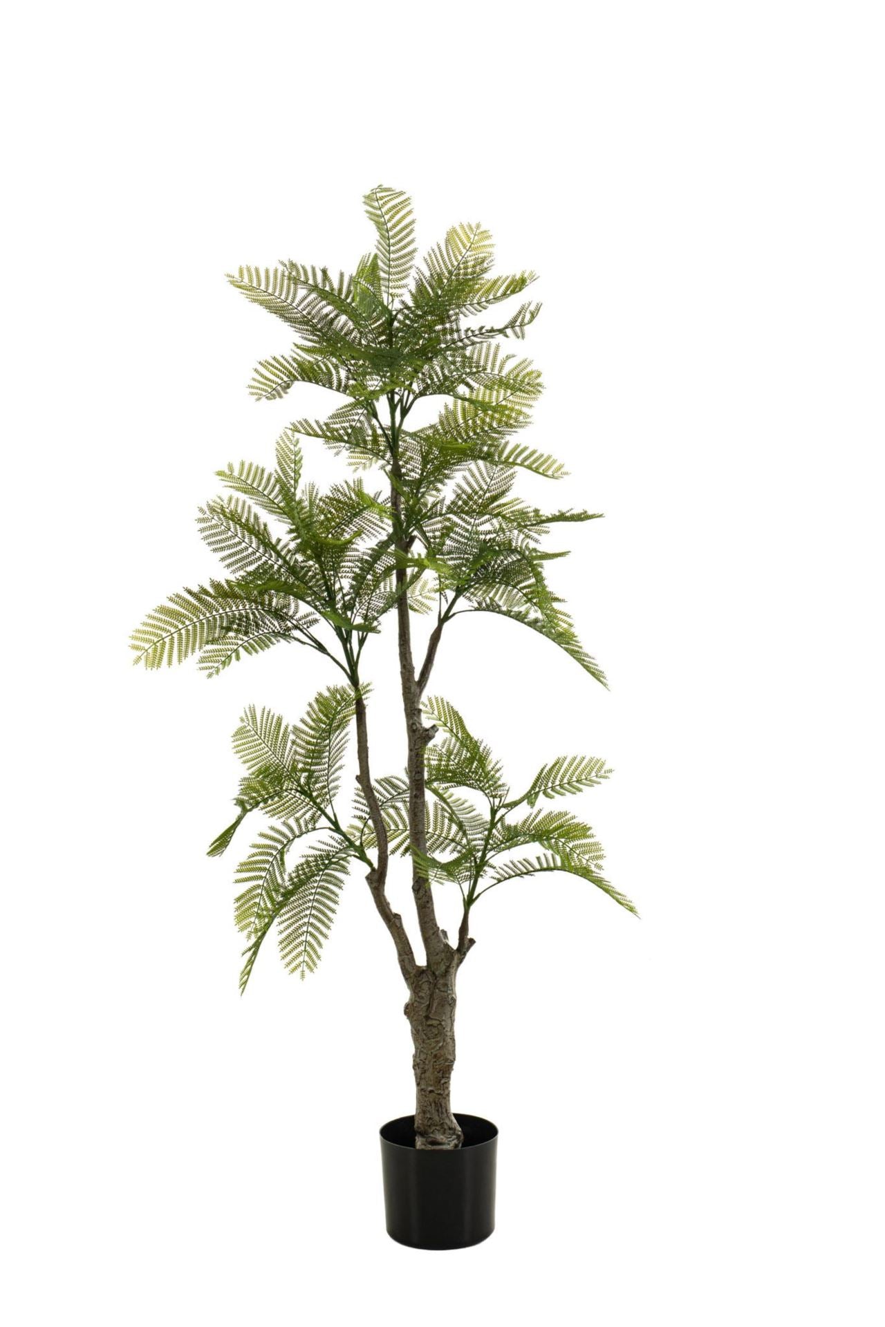 Mimosa tree green 145cm