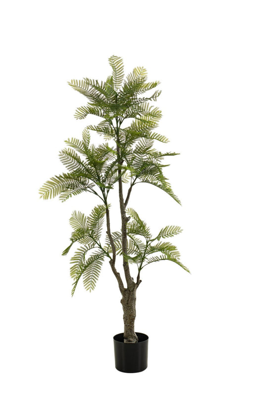 Mimosa tree green 145cm