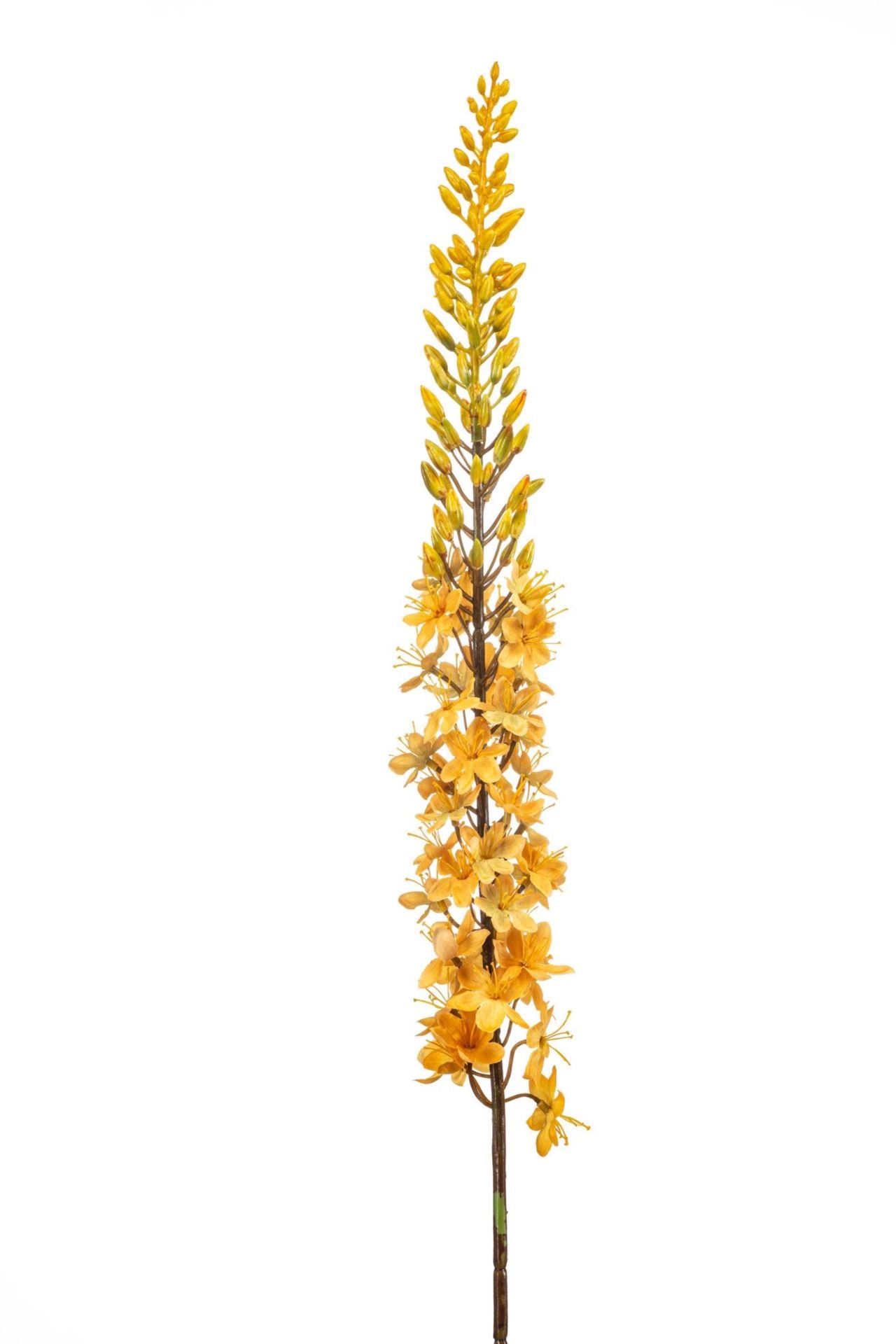Eremurus spray yellow 109cm