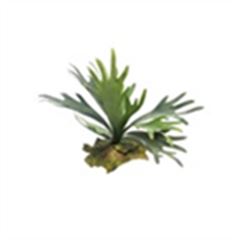 Platycerium L.27cm groen á 12 stuks