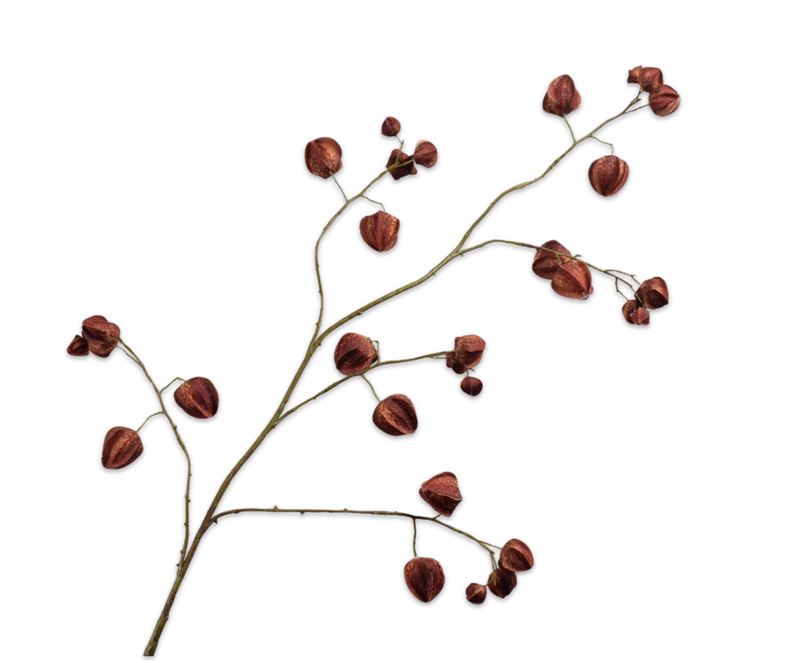 PHYSALIS TAK ROOD/BRUIN 125CM
