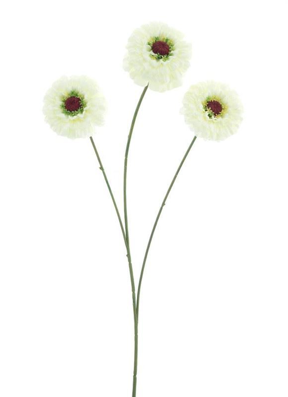 Zinnia elegans spray cream 60cm