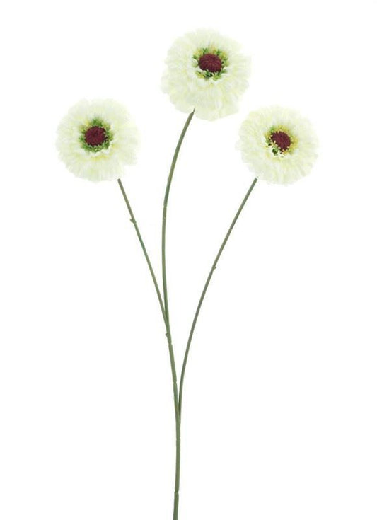 Zinnia elegans spray cream 60cm