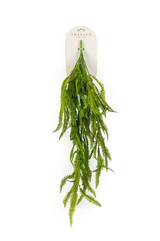 Nephrolepis fern hangend