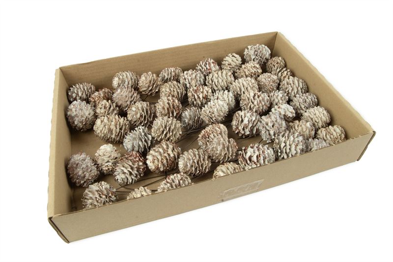 Leucadendron decorum o/dr.wash wit