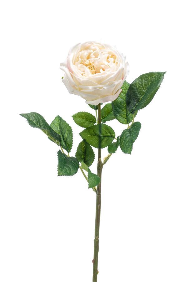 Rose jenny spray RT cream 60cm