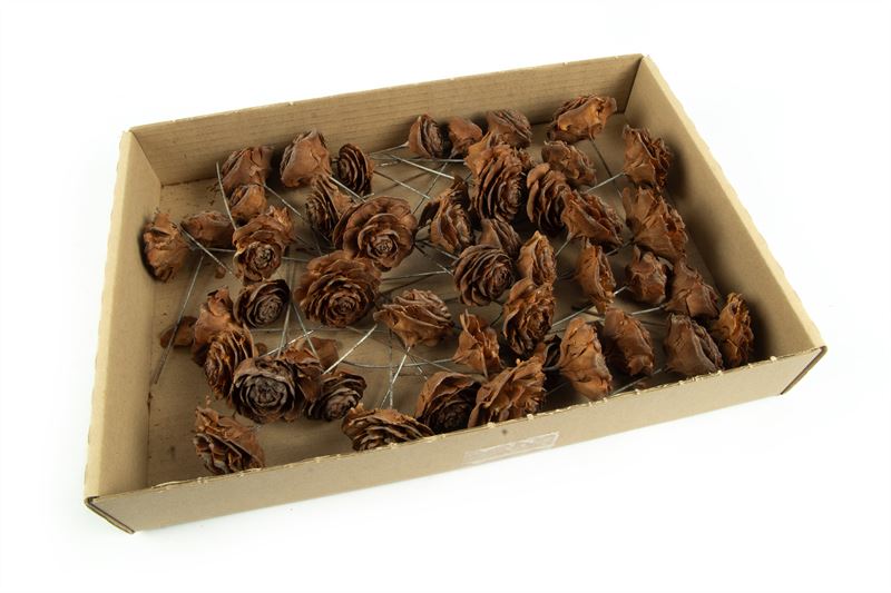 Cederrozen o/dr. naturel