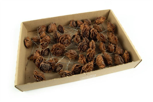 Cederrozen o/dr. naturel