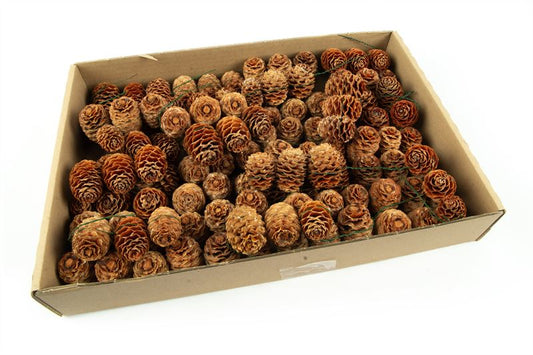 Leucadendron sabulosum streng nat.